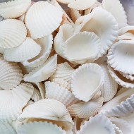 Anadara Granosa Kiloluk Deniz Kabuğu (1 KG) Anadara Granosa Kiloluk Deniz Kabuğu (1 KG)