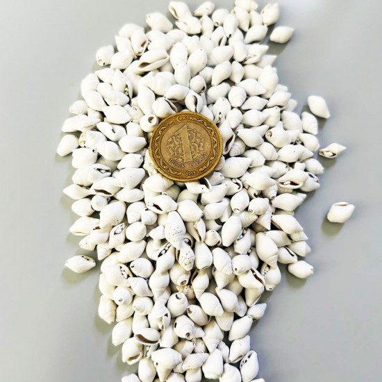 Nassa Shell Yerli Boyanmiş Kiloluk Deniz Kabuğu (500)grm Nassa Shell Yerli Boyanmiş Kiloluk Deniz Kabuğu (500)grm