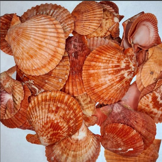 Pecten Novalis Kırmızı Kiloluk Deniz Kabuğu (1 KG Pecten Novalis Kırmızı Kiloluk Deniz Kabuğu (1 KG