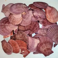 Pecten Novalis Mor Kiloluk Deniz Kabuğu (1 KG Pecten Novalis Mor Kiloluk Deniz Kabuğu (1 KG