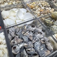 12 Farklı Minik Dekoratif Doğal Deniz Kabuğu Seti