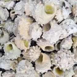 Australian Calcar Kiloluk Deniz Kabuğu (1 KG) Australian Calcar Kiloluk Deniz Kabuğu (1 KG)