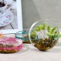 Epoksi Çoklu Silikon Kalıp Daire Yuvarlak Dekoratif Obje Kalıbı 5X5X2 CM 12 Li Epoksi Çoklu Silikon Kalıp Daire Yuvarlak Dekoratif Obje Kalıbı 5X5X2 CM 12 Li