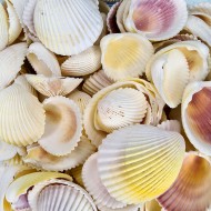 Fragum Kiloluk Deniz Kabuğu (1 KG) Fragum Kiloluk Deniz Kabuğu (1 KG)