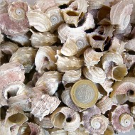 Angarıa Delpenola Kiloluk Deniz Kabuğu (1 KG) Angarıa Delpenola Kiloluk Deniz Kabuğu (1 KG)