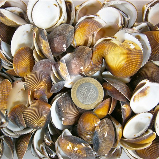 Brown Cochles Kiloluk Deniz Kabuğu (1 KG) Brown Cochles Kiloluk Deniz Kabuğu (1 KG)