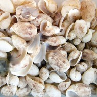 Bulla Ampula Kiloluk Deniz Kabuğu (1 KG) Bulla Ampula Kiloluk Deniz Kabuğu (1 KG)