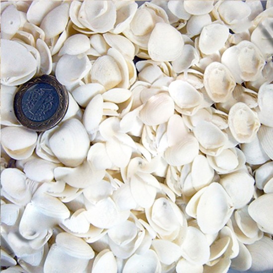 Cay Cay Kiloluk Deniz Kabuğu (1 KG) Cay Cay Kiloluk Deniz Kabuğu (1 KG)