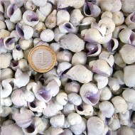Cebu Beauty Kiloluk Deniz Kabuğu (1 KG) Cebu Beauty Kiloluk Deniz Kabuğu (1 KG)