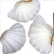 Chına Clam Kiloluk Deniz Kabuğu (1 KG) Chına Clam Kiloluk Deniz Kabuğu (1 KG)