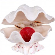 Chına Clam Lamba