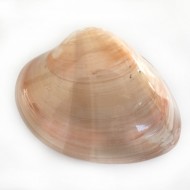 Chocolate Clam 4 İnç Kapaklı Chocolate Clam 4 İnç Kapaklı