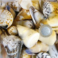 Conus Mıxed Kiloluk Deniz Kabuğu (1 KG) Conus Mıxed Kiloluk Deniz Kabuğu (1 KG)