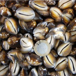 Cyprea Caputserpentis Kiloluk Deniz Kabuğu (1 KG) Cyprea Caputserpentis Kiloluk Deniz Kabuğu (1 KG)