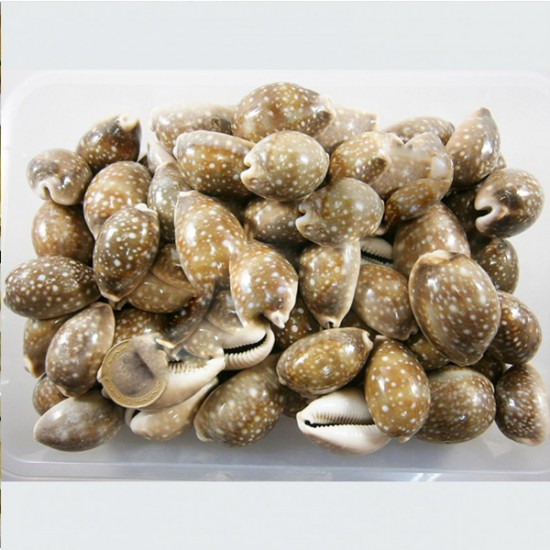 Cyprea Lynux Kiloluk Deniz Kabuğu (1 KG) Cyprea Lynux Kiloluk Deniz Kabuğu (1 KG)