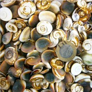 Kedi Gözü Kiloluk Deniz Kabuğu (1 KG) Kedi Gözü Kiloluk Deniz Kabuğu (1 KG)