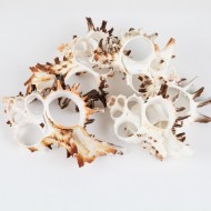 Kesik Murex Indıvıa Kiloluk Deniz Kabuğu (1 KG) Kesik Murex Indıvıa Kiloluk Deniz Kabuğu (1 KG)