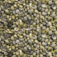 Mini Mongo Shell Kiloluk Deniz Kabuğu (1 KG) Mini Mongo Shell Kiloluk Deniz Kabuğu (1 KG)