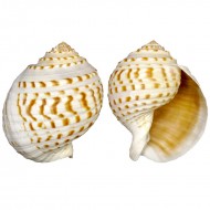 Tuna Tessellata 10-13 CM Tuna Tessellata 10-13 CM