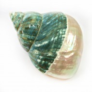 Turbo Burges Yarı Sedef (Polıshed Prlzd) 3 İNÇ Turbo Burges Yarı Sedef (Polıshed Prlzd) 3 İNÇ