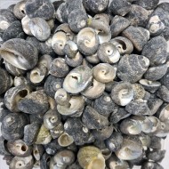 Moonshell Umbinium Kiloluk Deniz Kabuğu (1 KG) Moonshell Umbinium Kiloluk Deniz Kabuğu (1 KG)