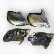 Naturel Brownlip Trim Kiloluk Deniz Kabuğu (1 KG) Naturel Brownlip Trim Kiloluk Deniz Kabuğu (1 KG)