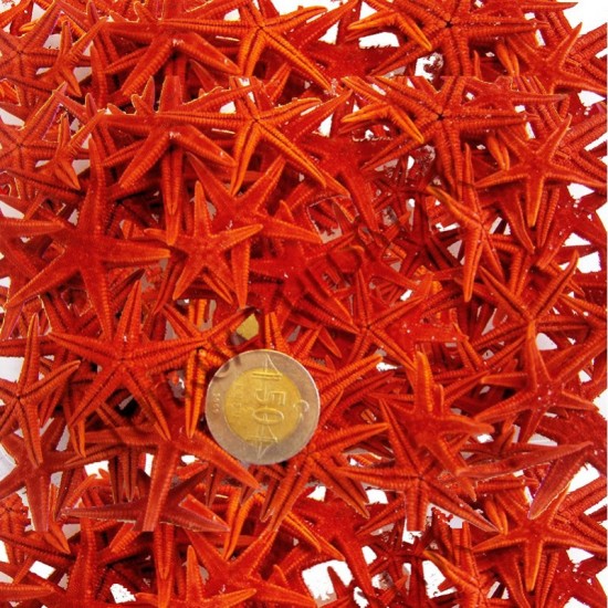 Naturel Deniz Yıldızı Minik Boy  1.5 Cm -3 Cm (100 Adet)