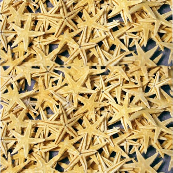 Naturel Deniz Yıldızı Minik Boy  1.5 Cm -3 Cm (100 Adet)