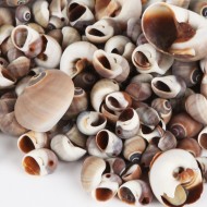 Moonshell Brown Kiloluk Deniz Kabuğu (1 KG)