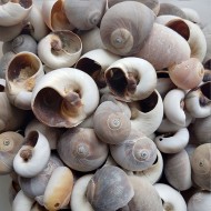 Moonshell Brown Kiloluk Deniz Kabuğu (1 KG)