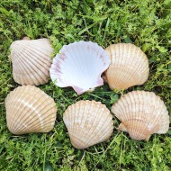 Pecten Pair Of Flatt Yellow Kiloluk Deniz Kabuğu  (1 KG)