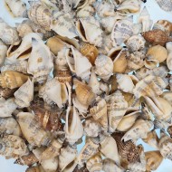 Urceus Kiloluk Deniz Kabuğu (1 KG)