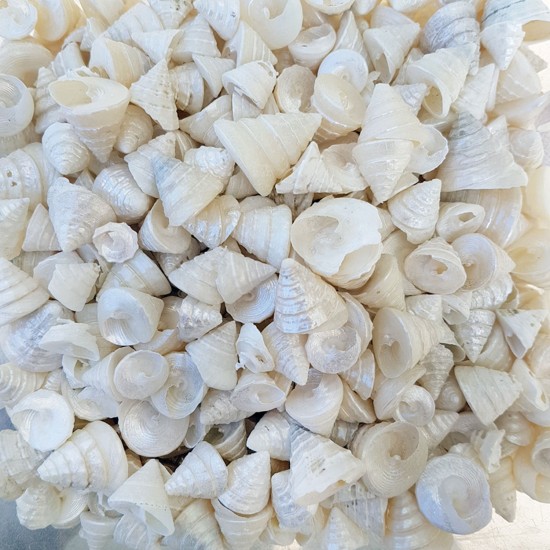 Astrea Undosa Naturel Minik Boy Kiloluk Deniz Kabuğu (1 KG) Astrea Undosa Naturel Minik Boy Kiloluk Deniz Kabuğu (1 KG)