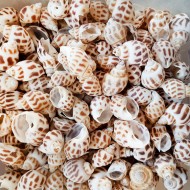 Babylonia Areolata Kiloluk Deniz Kabuğu (1 KG) Babylonia Areolata Kiloluk Deniz Kabuğu (1 KG)