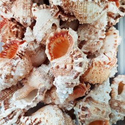 Bursa Rubeta  Kiloluk Deniz Kabuğu (1 KG) Bursa Rubeta  Kiloluk Deniz Kabuğu (1 KG)