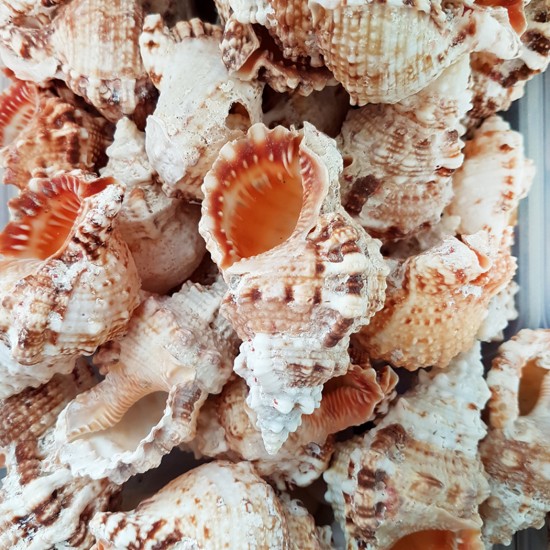 Bursa Rubeta Kiloluk Deniz Kabuğu (1 KG) Bursa Rubeta Kiloluk Deniz Kabuğu (1 KG)