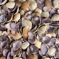 Cay-Cay Purple Kiloluk Deniz Kabuğu (1 KG) Cay-Cay Purple Kiloluk Deniz Kabuğu (1 KG)