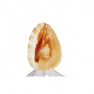 Cassis Lamba Cassis Lamba