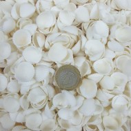 Clam Rose Cochles -Orta Deniz Kabuğu (500 GR) Clam Rose Cochles -Orta Deniz Kabuğu (500 GR)