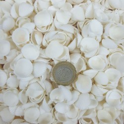 Clam Rose Cochles- Küçük Deniz Kabuğu (500 GR) Clam Rose Cochles- Küçük Deniz Kabuğu (500 GR)