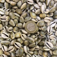 Cyprea Annulus Kiloluk Deniz Kabuğu (1 KG)