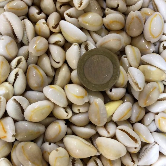 Cyprea Annulus -Kavrulmuş Kiloluk Deniz Kabuğu (1 KG) Cyprea Annulus -Kavrulmuş Kiloluk Deniz Kabuğu (1 KG)