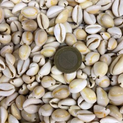 Cyprea Moneta Kiloluk Deniz Kabuğu (1 KG) Cyprea Moneta Kiloluk Deniz Kabuğu (1 KG)