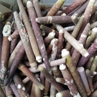 Kiloluk Deniz Kabuğu Kestane Dikeni (1 KG) Kiloluk Deniz Kabuğu Kestane Dikeni (1 KG)