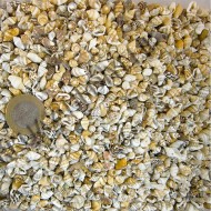 Nassa Shell Kiloluk Deniz Kabuğu (1 KG) Nassa Shell Kiloluk Deniz Kabuğu (1 KG)