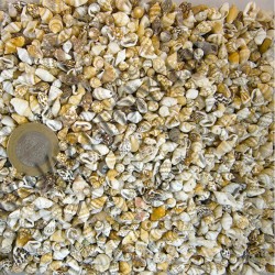 Nassa Shell Kiloluk Deniz Kabuğu 500 Gr Nassa Shell Kiloluk Deniz Kabuğu 500 Gr