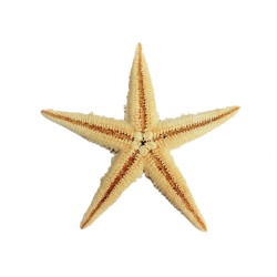 Natural Deniz Yıldızı 6 Cm - 9 CM Natural Deniz Yıldızı 6 Cm - 9 CM