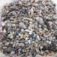 Karışık Minik Kiloluk Deniz Kabuğu (Şişe İçi İçin) 250 Gr Karışık Minik Kiloluk Deniz Kabuğu (Şişe İçi İçin) 250 Gr