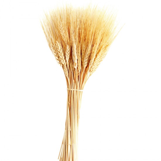 Kuru Çiçek Doğal Başak Buğday Başağı 45 CM (1 Demet) Kuru Çiçek Doğal Başak Buğday Başağı 45 CM (1 Demet)