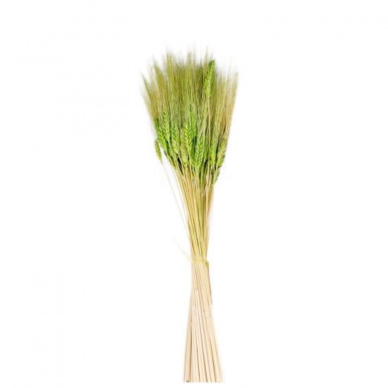 Kuru Çiçek Doğal Başak Buğday Başağı 45 CM (1 Demet) Kuru Çiçek Doğal Başak Buğday Başağı 45 CM (1 Demet)